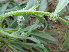  ( - GCUL-FDGK-517)  @11 [ ] CreativeCommons - Attribution Non-Commercial Share-Alike (2013) Saadullah Khan DR.SULTAN HERBARIUM, GC University Lahore