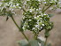  (Cardaria draba - GCUL-FDGK-538)  @11 [ ] CreativeCommons - Attribution Non-Commercial Share-Alike (2013) Saadullah Khan DR.SULTAN HERBARIUM, GC University Lahore