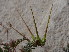  ( - GCUL-FDGK-546)  @11 [ ] CreativeCommons - Attribution Non-Commercial Share-Alike (2013) Saadullah Khan DR.SULTAN HERBARIUM, GC University Lahore