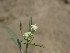  (Parthenium - GCUL-FDGK-577)  @11 [ ] CreativeCommons - Attribution Non-Commercial Share-Alike (2013) Saadullah Khan DR.SULTAN HERBARIUM, GC University Lahore