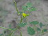  ( - GCUL-FDGK-578)  @11 [ ] CreativeCommons - Attribution Non-Commercial Share-Alike (2013) Saadullah Khan DR.SULTAN HERBARIUM, GC University Lahore