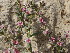  ( - GCUL-FDGK-584)  @11 [ ] CreativeCommons - Attribution Non-Commercial Share-Alike (2013) Saadullah Khan DR.SULTAN HERBARIUM, GC University Lahore