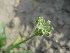  (Malcolmia cabulica - GCUL-FDGK-593)  @11 [ ] CreativeCommons - Attribution Non-Commercial Share-Alike (2013) Saadullah Khan DR.SULTAN HERBARIUM, GC University Lahore