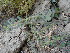  ( - GCUL-FDGK-603)  @11 [ ] CreativeCommons - Attribution Non-Commercial Share-Alike (2013) Saadullah Khan DR.SULTAN HERBARIUM, GC University Lahore