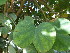  ( - GCUL-FDGK-618)  @11 [ ] CreativeCommons - Attribution Non-Commercial Share-Alike (2013) Saadullah Khan DR.SULTAN HERBARIUM, GC University Lahore