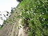  ( - GCUL-FDGK-619)  @11 [ ] CreativeCommons - Attribution Non-Commercial Share-Alike (2013) Saadullah Khan DR.SULTAN HERBARIUM, GC University Lahore