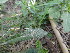  ( - GCUL-FDGK-625)  @11 [ ] CreativeCommons - Attribution Non-Commercial Share-Alike (2013) Saadullah Khan DR.SULTAN HERBARIUM, GC University Lahore
