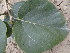  ( - GCUL-FDGK-634)  @11 [ ] CreativeCommons - Attribution Non-Commercial Share-Alike (2013) Saadullah Khan DR.SULTAN HERBARIUM, GC University Lahore