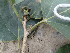  ( - GCUL-FDGK-653)  @11 [ ] CreativeCommons - Attribution Non-Commercial Share-Alike (2013) Saadullah Khan DR.SULTAN HERBARIUM, GC University Lahore