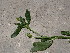  (Ranunculus muricatus - GCUL-FDGK-656)  @11 [ ] CreativeCommons - Attribution Non-Commercial Share-Alike (2013) Saadullah Khan DR.SULTAN HERBARIUM, GC University Lahore