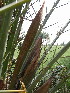  ( - GCUL-FDGK-657)  @11 [ ] CreativeCommons - Attribution Non-Commercial Share-Alike (2013) Saadullah Khan DR.SULTAN HERBARIUM, GC University Lahore