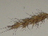  ( - GCUL-FDGK-88)  @11 [ ] CreativeCommons - Attribution Non-Commercial Share-Alike (2012) Saadullah Khan DR.SULTAN HERBARIUM, GC University Lahore
