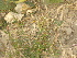  ( - GCUL-FDGK-89)  @11 [ ] CreativeCommons - Attribution Non-Commercial Share-Alike (2012) Saadullah Khan DR.SULTAN HERBARIUM, GC University Lahore