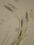  ( - GCUL-FDGK-90)  @11 [ ] CreativeCommons - Attribution Non-Commercial Share-Alike (2012) Saadullah Khan DR.SULTAN HERBARIUM, GC University Lahore