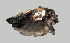  ( - 11BAE_SP-0034)  @11 [ ] CreativeCommons  Attribution Non-Commercial Share-Alike (2034) Dzmitry Lukashanets SPC of the NAS of Belarus for Bioresources