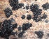  ( - 11BAE_SP-0038)  @11 [ ] CreativeCommons  Attribution Non-Commercial Share-Alike (2019) Dzmitry Lukashanets SPC of the NAS of Belarus for Bioresources