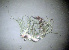  ( - 11BAE_SP-0049)  @11 [ ] CreativeCommons  Attribution Non-Commercial Share-Alike (2019) Dzmitry Lukashanets SPC of the NAS of Belarus for Bioresources