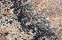  ( - 11BAE_SP-0051)  @11 [ ] CreativeCommons  Attribution Non-Commercial Share-Alike (2019) Dzmitry Lukashanets SPC of the NAS of Belarus for Bioresources