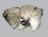  ( - 11BAE_SP-0051)  @11 [ ] CreativeCommons  Attribution Non-Commercial Share-Alike (2019) Dzmitry Lukashanets SPC of the NAS of Belarus for Bioresources