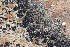  ( - 11BAE_SP-0052)  @11 [ ] CreativeCommons  Attribution Non-Commercial Share-Alike (2019) Dzmitry Lukashanets SPC of the NAS of Belarus for Bioresources