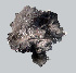  ( - 11BAE_SP-0073)  @11 [ ] CreativeCommons  Attribution Non-Commercial Share-Alike (2019) Dzmitry Lukashanets SPC of the NAS of Belarus for Bioresources