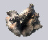  ( - 11BAE_SP-0073)  @11 [ ] CreativeCommons  Attribution Non-Commercial Share-Alike (2019) Dzmitry Lukashanets SPC of the NAS of Belarus for Bioresources