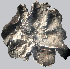  ( - 11BAE_SP-0111)  @11 [ ] CreativeCommons  Attribution Non-Commercial Share-Alike (2035) Dzmitry Lukashanets SPC of the NAS of Belarus for Bioresources