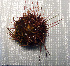  ( - 11BAE_SP-0353)  @11 [ ] CreativeCommons  Attribution Non-Commercial Share-Alike (2019) Dzmitry Lukashanets SPC of the NAS of Belarus for Bioresources