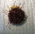  ( - 11BAE_SP-0353)  @11 [ ] CreativeCommons  Attribution Non-Commercial Share-Alike (2019) Dzmitry Lukashanets SPC of the NAS of Belarus for Bioresources