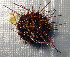  ( - 11BAE_SP-0355)  @11 [ ] CreativeCommons  Attribution Non-Commercial Share-Alike (2019) Dzmitry Lukashanets SPC of the NAS of Belarus for Bioresources