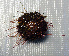 ( - 11BAE_SP-0358)  @11 [ ] CreativeCommons  Attribution Non-Commercial Share-Alike (2019) Dzmitry Lukashanets SPC of the NAS of Belarus for Bioresources