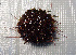  ( - 11BAE_SP-0358)  @11 [ ] CreativeCommons  Attribution Non-Commercial Share-Alike (2019) Dzmitry Lukashanets SPC of the NAS of Belarus for Bioresources
