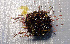  ( - 11BAE_SP-0359)  @11 [ ] CreativeCommons  Attribution Non-Commercial Share-Alike (2019) Dzmitry Lukashanets SPC of the NAS of Belarus for Bioresources