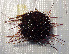  ( - 11BAE_SP-0359)  @11 [ ] CreativeCommons  Attribution Non-Commercial Share-Alike (2019) Dzmitry Lukashanets SPC of the NAS of Belarus for Bioresources