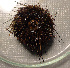  ( - 11BAE_SP-0378)  @11 [ ] CreativeCommons  Attribution Non-Commercial Share-Alike (2019) Dzmitry Lukashanets SPC of the NAS of Belarus for Bioresources