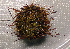  ( - 11BAE_SP-0380)  @11 [ ] CreativeCommons  Attribution Non-Commercial Share-Alike (2019) Dzmitry Lukashanets SPC of the NAS of Belarus for Bioresources