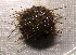  ( - 11BAE_SP-0380)  @11 [ ] CreativeCommons  Attribution Non-Commercial Share-Alike (2019) Dzmitry Lukashanets SPC of the NAS of Belarus for Bioresources
