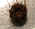  ( - 11BAE_SP-0382)  @11 [ ] CreativeCommons  Attribution Non-Commercial Share-Alike (2019) Dzmitry Lukashanets SPC of the NAS of Belarus for Bioresources