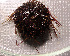  (Sterechinus neumayeri - 11BAE_SP-0382)  @11 [ ] CreativeCommons  Attribution Non-Commercial Share-Alike (2019) Dzmitry Lukashanets SPC of the NAS of Belarus for Bioresources