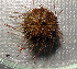  ( - 11BAE_SP-0383)  @11 [ ] CreativeCommons  Attribution Non-Commercial Share-Alike (2019) Dzmitry Lukashanets SPC of the NAS of Belarus for Bioresources