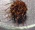  ( - 11BAE_SP-0383)  @11 [ ] CreativeCommons  Attribution Non-Commercial Share-Alike (2019) Dzmitry Lukashanets SPC of the NAS of Belarus for Bioresources
