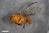  (Dryomyza flaveola - ZFMK-TIS-2001127)  @11 [ ] CreativeCommons  Attribution Share-Alike (by-sa) 384 (2016) Unspecified Zoologisches Forschungsmuseum Alexander Koenig