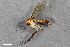  ( - ZFMK-TIS-2501732)  @11 [ ] CreativeCommons  Attribution Share-Alike (by-sa) 384 (2014) Unspecified Zoologisches Forschungsmuseum Alexander Koenig