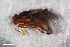  ( - ZFMK-TIS-2507621)  @11 [ ] CreativeCommons  Attribution Share-Alike (by-sa) 384 (2015) Unspecified Zoologisches Forschungsmuseum Alexander Koenig