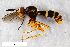  ( - ZFMK-TIS-2524492)  @11 [ ] CreativeCommons  Attribution Share-Alike (by-sa) 384 (2015) Unspecified Zoologisches Forschungsmuseum Alexander Koenig