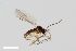  ( - ZFMK-TIS-2541794)  @11 [ ] CreativeCommons  Attribution Share-Alike (by-sa) 384 (2015) Unspecified Zoologisches Forschungsmuseum Alexander Koenig