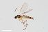 (Bradysia fungicola group sp. n. KH7 - ZFMK-TIS-2544842)  @11 [ ] CreativeCommons  Attribution Share-Alike (by-sa) 384 (2015) Unspecified Zoologisches Forschungsmuseum Alexander Koenig