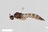  ( - ZFMK-TIS-2544904)  @11 [ ] CreativeCommons  Attribution Share-Alike (by-sa) 384 (2015) Unspecified Zoologisches Forschungsmuseum Alexander Koenig