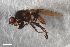  ( - ZFMK-TIS-2545541)  @11 [ ] CreativeCommons  Attribution Share-Alike (by-sa) 384 (2017) Unspecified Zoologisches Forschungsmuseum Alexander Koenig