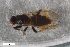  (Crumomyia roserii - ZFMK-TIS-2545543)  @11 [ ] CreativeCommons  Attribution Share-Alike (by-sa) 384 (2017) Unspecified Zoologisches Forschungsmuseum Alexander Koenig